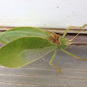 Katydid