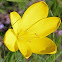 Yellow Crocus