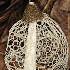Veiled Stinkhorn
