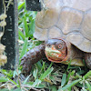 Eastern or Three-toed Box Turtle