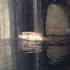 North American River otter