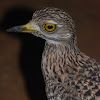 Spotted Thick-knee ("Spotted Dikkop")