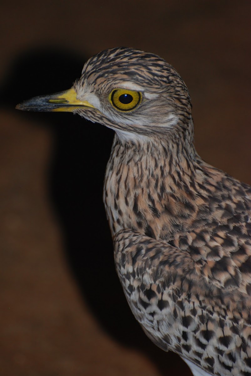 Spotted Thick-knee ("Spotted Dikkop")