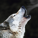 Smoking wolf Atom theme icon