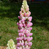 Rusty-patched Bumble Bee on Lupine