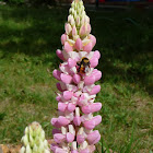Rusty-patched Bumble Bee on Lupine