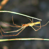 Long-jawed Orbweaver Spider