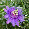 Passion Flower