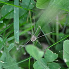 harvestman spider