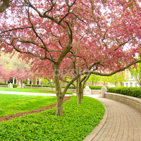 Spring trees by Yu Tsumura - City,  Street & Park City Parks