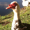 Muscovy Duck