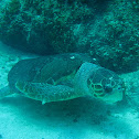 Loggerhead Sea Turtle