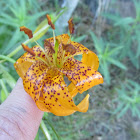 Humboldt's Lily