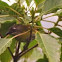 Common Bush Tanager