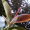 rubber fig, rubber bush, rubber tree, rubber plant, or Indian rubber bush