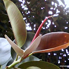 rubber fig, rubber bush, rubber tree, rubber plant, or Indian rubber bush
