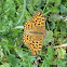 High Brown Fritillary