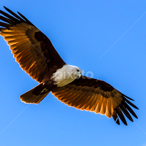 Brahminy Kite by Aditya Bugadi - Animals Birds