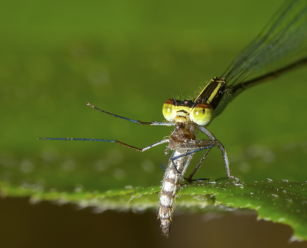 Damselfly with mosquito