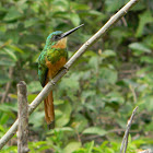 jacamará colirrufo - Rufous-tailed Jacamar