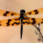 Banded or Graphic Flutterer Dragonfly