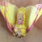 Rosy maple moth