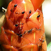 Florida carpenter ants