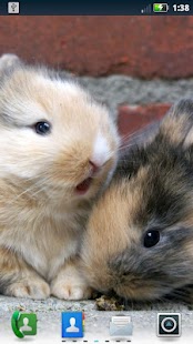 How to install Cute Bunnies Live Wallpaper 3.6.0.0 unlimited apk for android