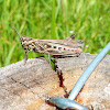 Common field grasshopper