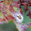 Lynx Spider guarding its Egg Sac