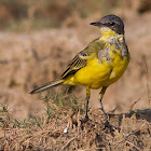 Yellow Wagtail