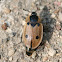 Four-spot Silphid beetle