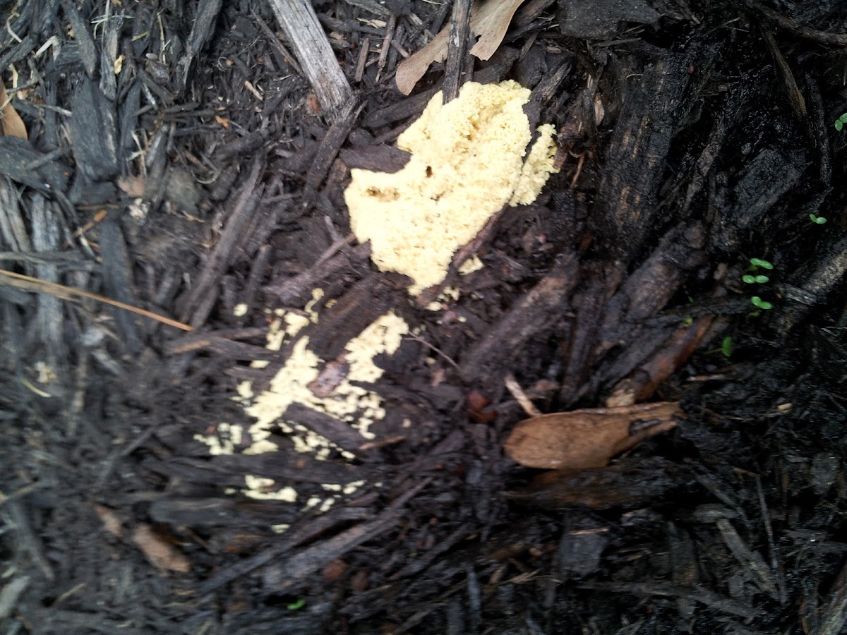 Dog vomit slime mold