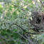 Galapagos Finch Nest