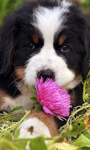 Bernese Mountain Dogs Wallpap Screenshots 5