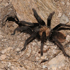 Tarantula (male)