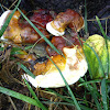 Lingzi or Reishi mushroom