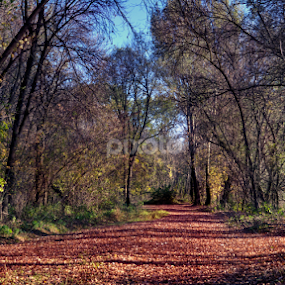 bloody road by Laszlo Czirok - Uncategorized All Uncategorized