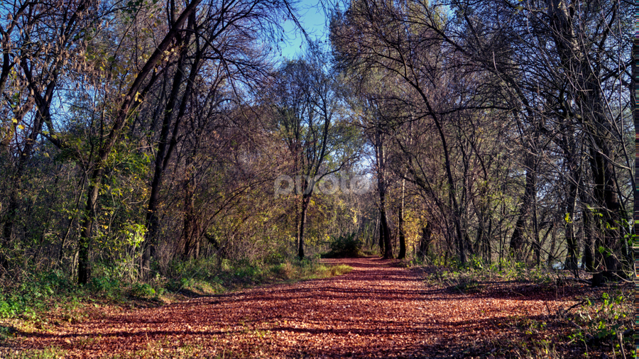 bloody road by Laszlo Czirok - Uncategorized All Uncategorized