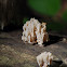 Crown Coral fungus