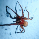 Woodlouse spider
