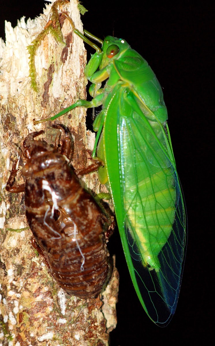 Northern Greengorcer Cicada