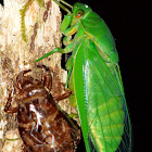 Northern Greengorcer Cicada