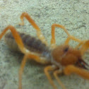 Wind scorpion, sun spider