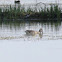 Garganey