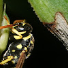 yellowjacket or hornet(vespa)