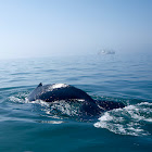 Humpback whale