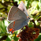 Grey Haistreak Butterfly