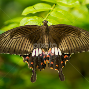 Butterfly-Common Mormon(Female) by Sankar Singha - Animals Insects & Spiders