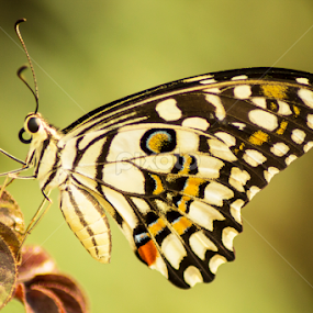 Common Lime by Sankar Singha - Animals Insects & Spiders